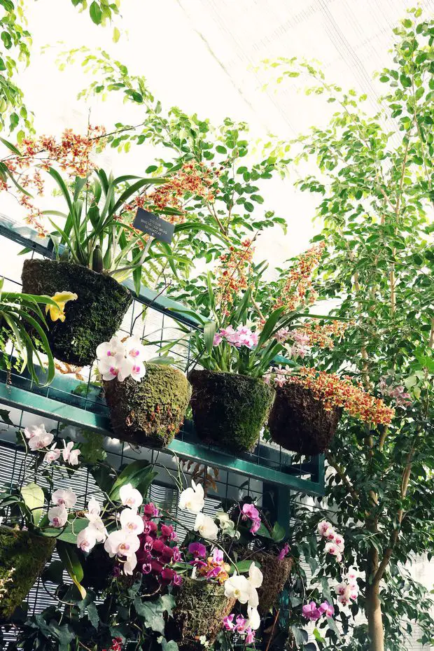 Air plants thrive in the greenhouse, showcasing their resilience and intricate beauty while adding a touch of enchantment to the garden