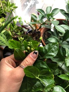 New buds growing in an Arabian Jasmine after the winter