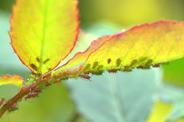 Both roses and jasmine are prone to pests like aphid infestations