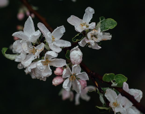 Jasmine can survive winter if proper care is been put into place!