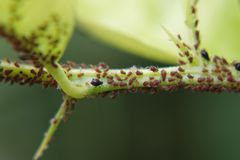 Jasmine leaves can turn red due to an aphid invasion.