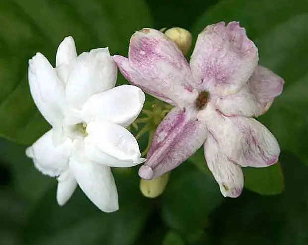 In this post we cover the different reasons why your Arabian jasmine plant is turning purple and how to fix it.