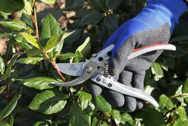 Pruning shears are the perfect tool to trip overgrown jasmine bushes!