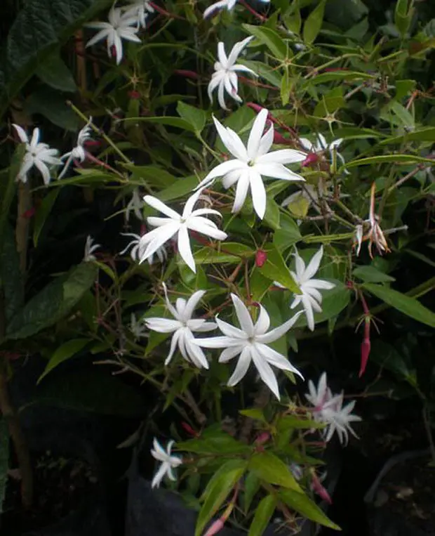 In this post we cover the tips for optimal care of our angel wing jasmine plant.