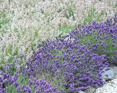 Planting lavender strategically in your garden is crucial for the success of all the plants