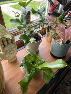 Indoors Arabian Jasmine feeling a bit stunt during the winter