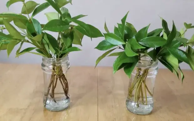 Succesful Arabian jasmine rooting in water jars