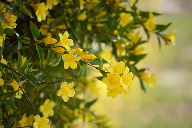 Carolina Jasmine in full bloom