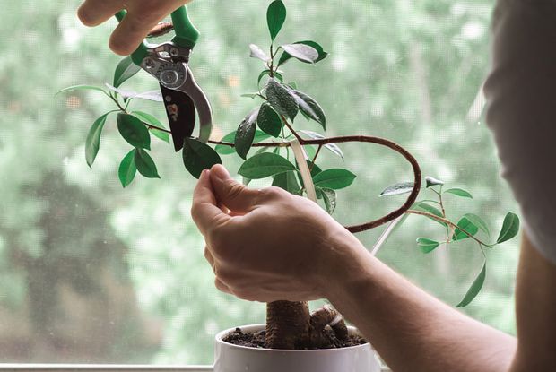 pruning jasmine leaves that look dry or stunt