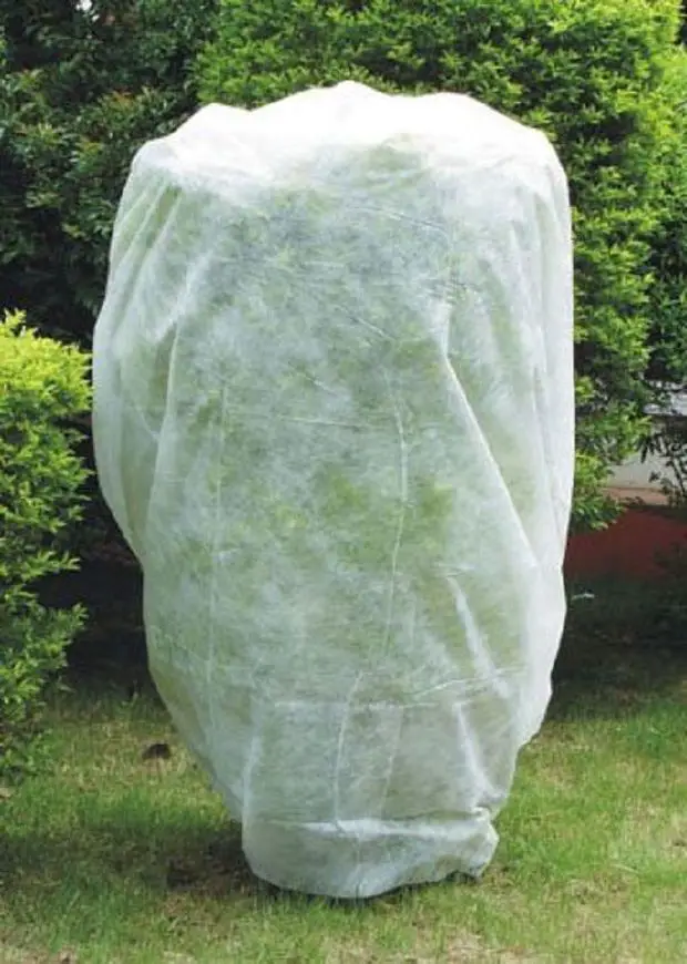 An example of a star jasmine covered with a layer of cloth to protect it from frosts.