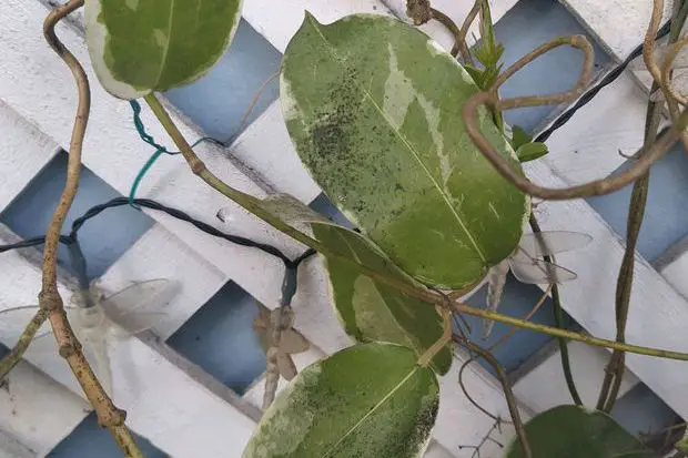 Jasmine plant infected with Sooty mold. it was previously infested with aphids.