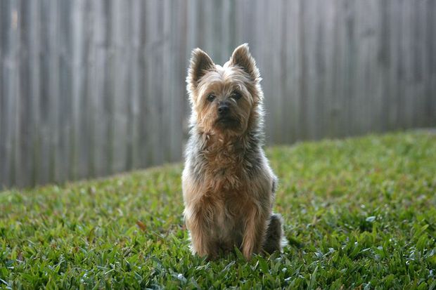 A well taken care of lawn can be amazingly comforatble for pets