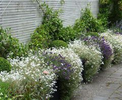 Lavender is a delicate plant to care for yet it is a marvelous addition to the garden