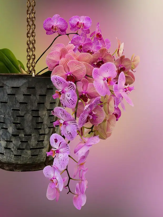 Exquisite blooms and captivating elegance of orchids bring enchantment to any space