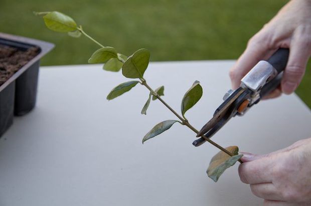 Successful propagation of a night blooming jasmine cutting.