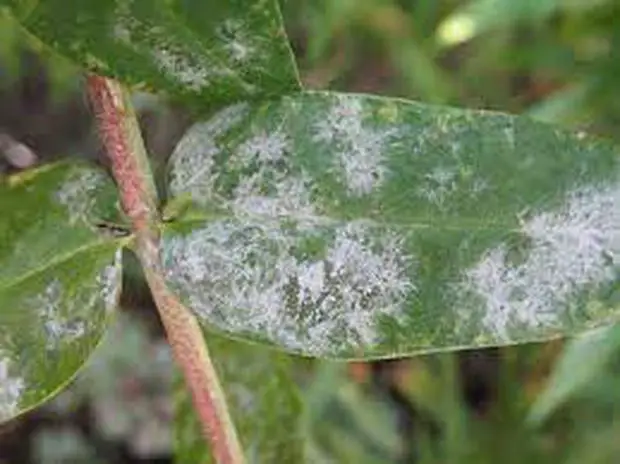 In this post we will address what is and how to treat Powdery mildew fungal disease in Stephanotis.