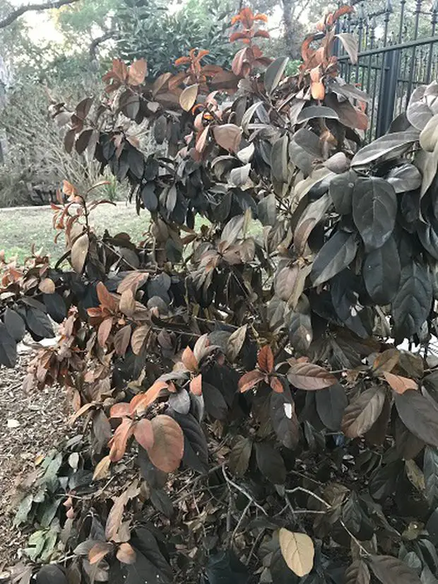 An outdoors dried up Arabian jasmine plant.