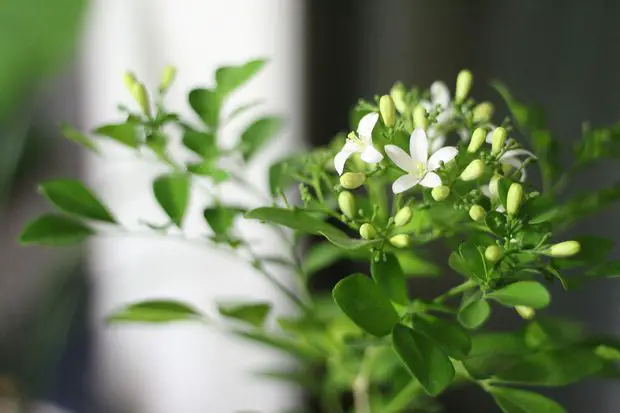 Some issues may prevent your Star Jasmine from flowering