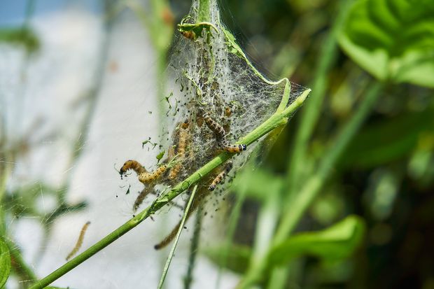 In this post we explain the different ways to get rid of caterpillars in your night blooming jasmine.