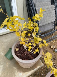 Arabian Jasmine doing poorly during the cold temperatures