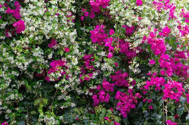 Jasmine and bougainvillea together is quite a hard maintance job as they are both quite fast growing bushes!