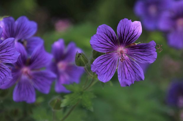 Wild violets are beautiful but invasive