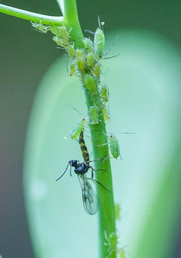 Parasitic wasps are an excellent natural predator to get rid of aphids, as they lay their eggs inside them.