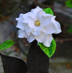If you follow the instruction below your gardenia will bloom after the winter just incredibly!