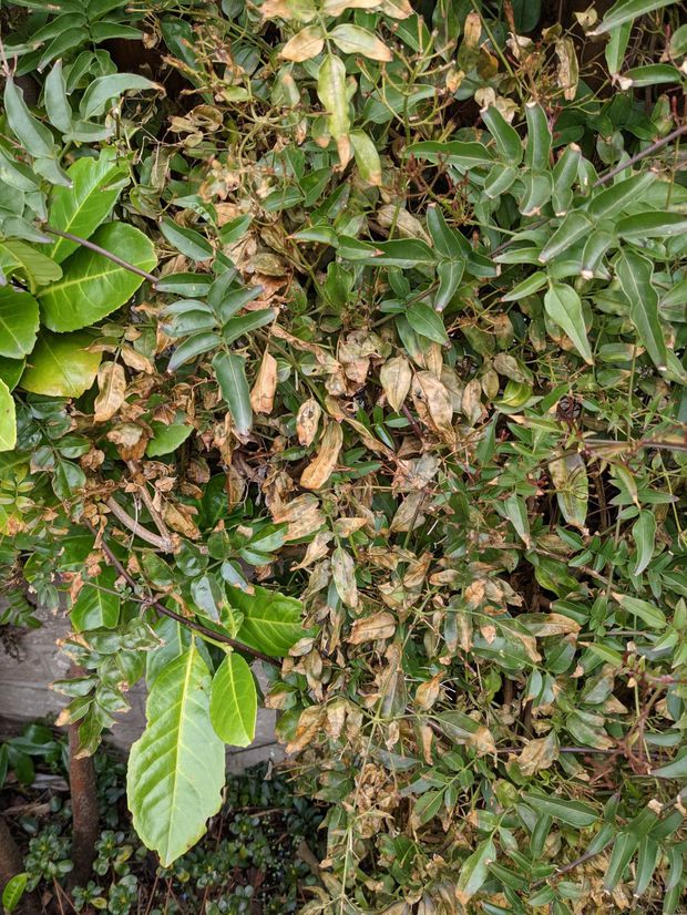 In this post we explain the different reasons why your star jasmine leaves are turning brown.