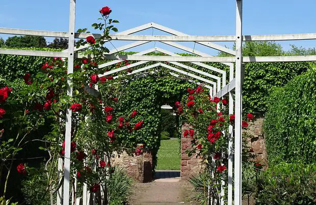Trellis are the best support method to grow your jasmine and roses combinations