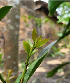 Cold temperatures can lead to the appearance of red leaves on your jasmine.