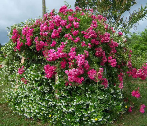 In this post we will be describing the best ways to grow jasmines and roses together.