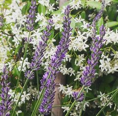 Lavender and jasmine pair fantastically in the garden