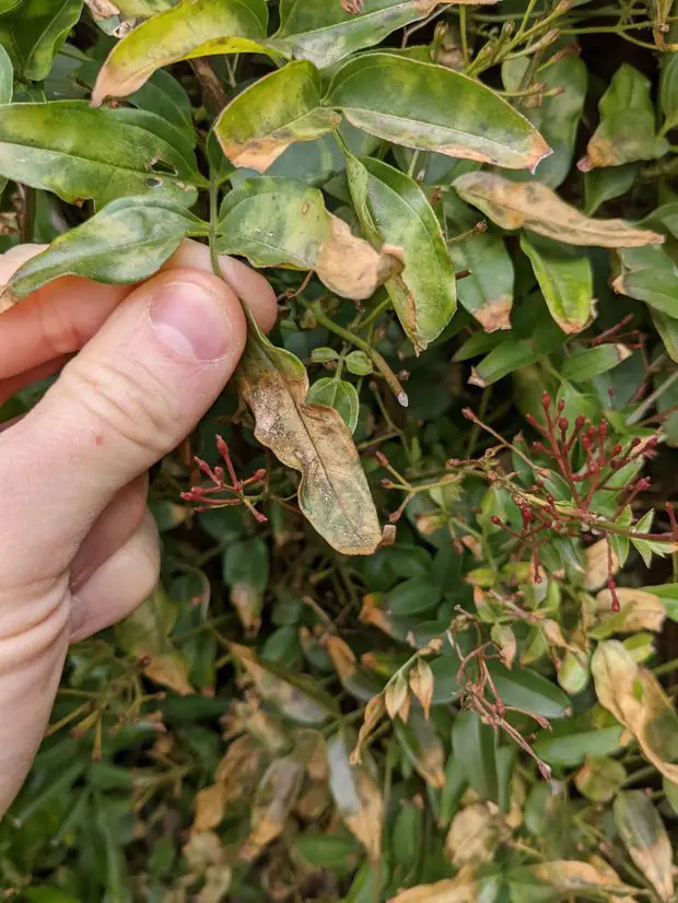 Under watered jasmine