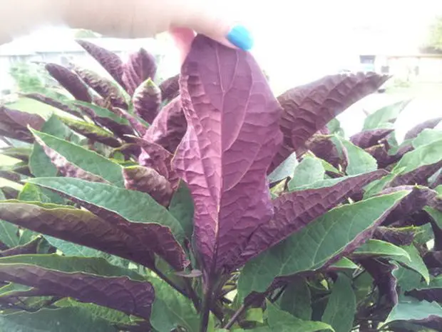 Jasmine leaves changing colour to deep red to purple due to overwatering.