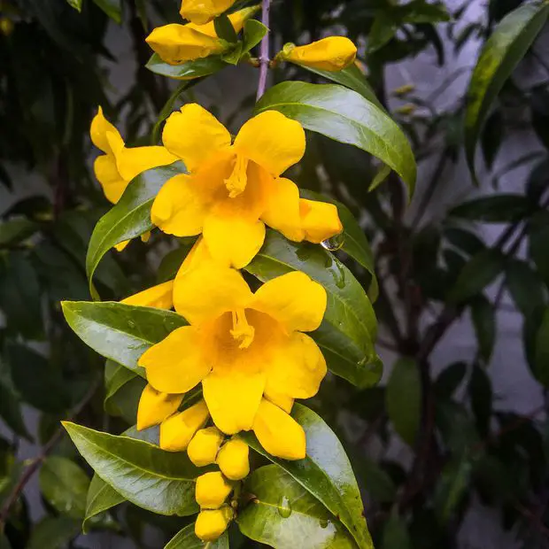 Carolina jasmine is toxic yet beautiful!