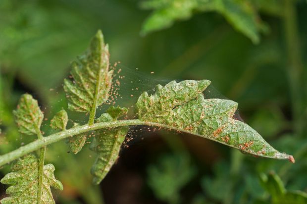 Jasmine leaves turning yellow due to a severe infestation of two spotted spider mites