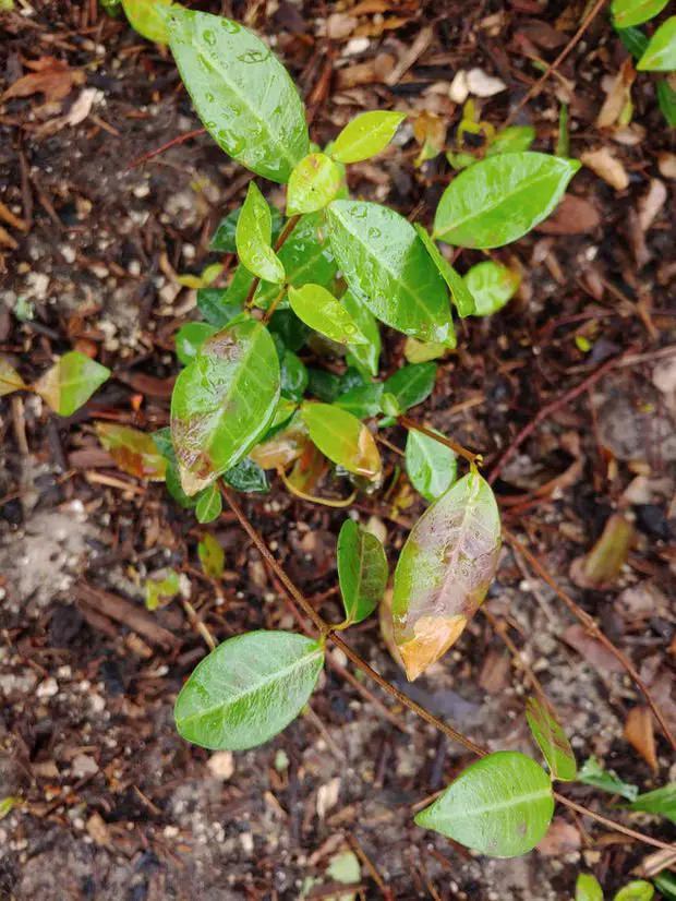 Over watered jasmine plant.