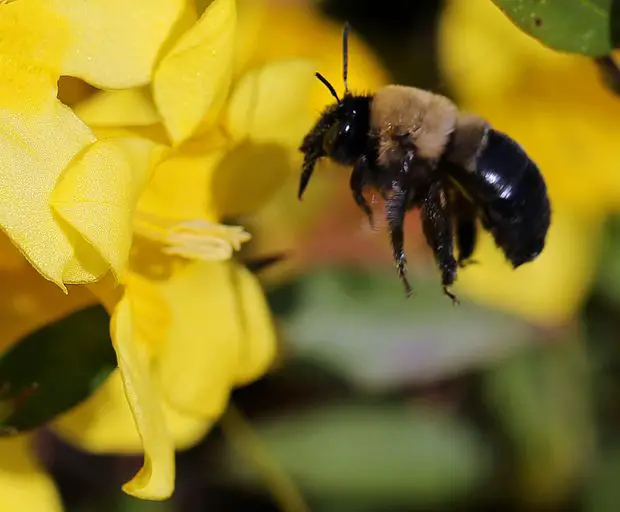 A worker bee feeding on Yellow Jasmine.