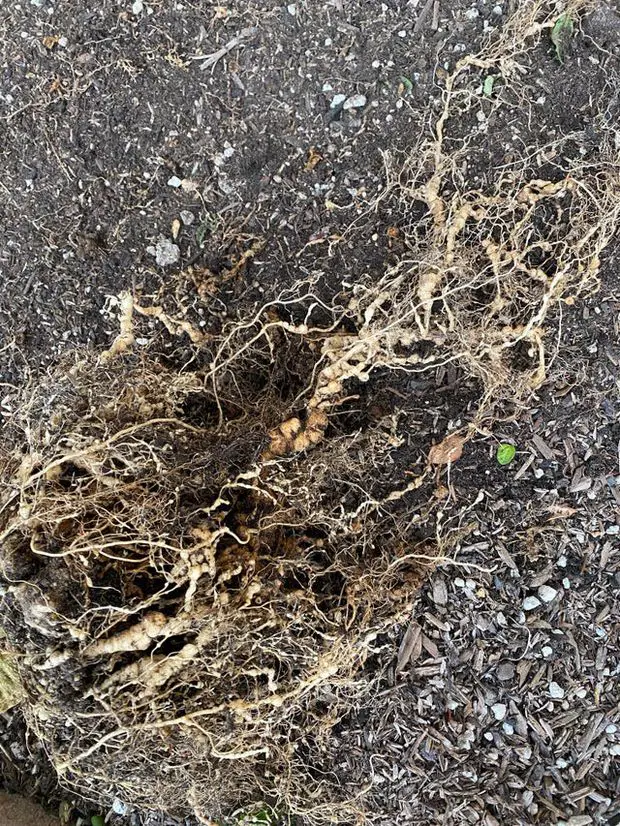 Jasmine plant infected root-knot nematode