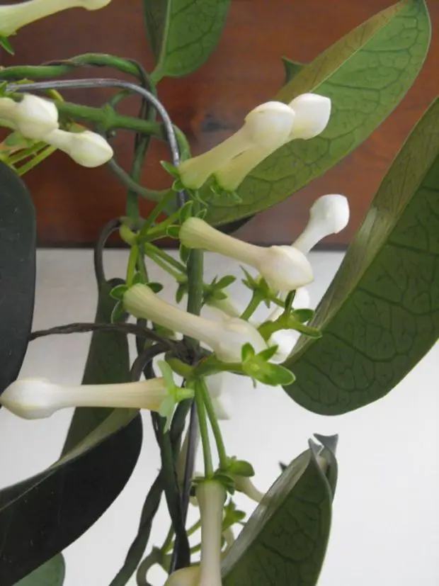 Indoors Madagascar jasmine didn’t bloom keeping its buds closed up because there wasn’t enough sunlight.