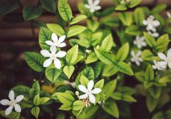 Star jasmine flowers