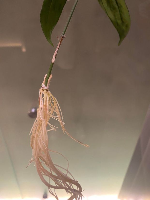 Rooting of a night blooming jasmine cutting propagated in water.