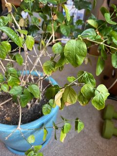 Always remove dead branches and examine your jasmine to avoid diseases spreading out through the plant