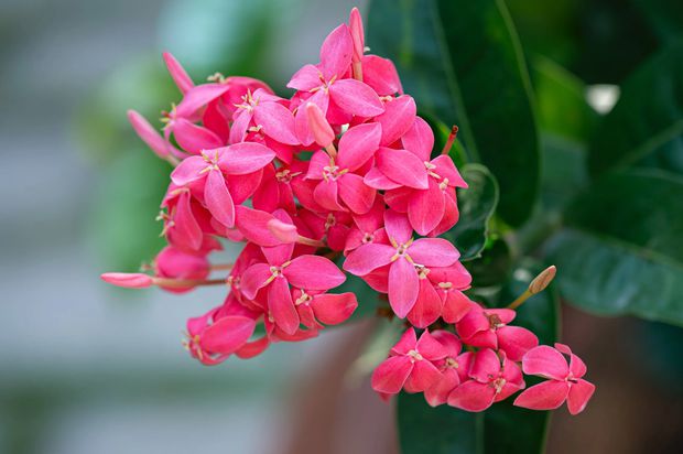 Star jasmine different varieties may have different flowering processes