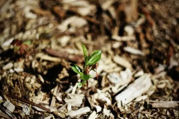 A layer of bark or straw mulch is crucial to preserve your jasmine through winter.