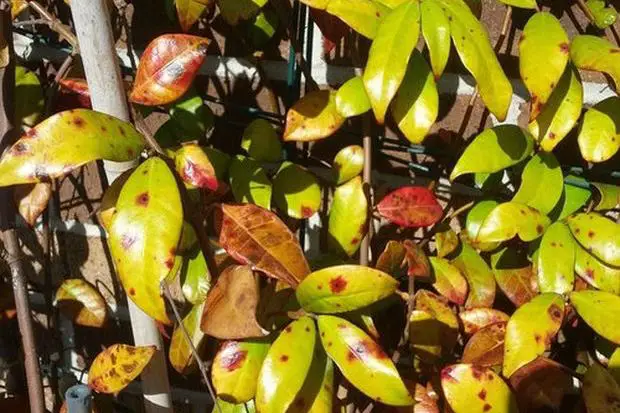 Jasmine plant leaves turning red due to a fungal infection.