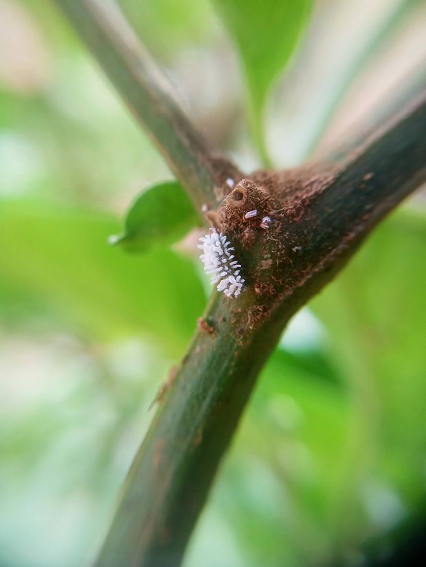 Jasmine plant with Mealybugs infestation