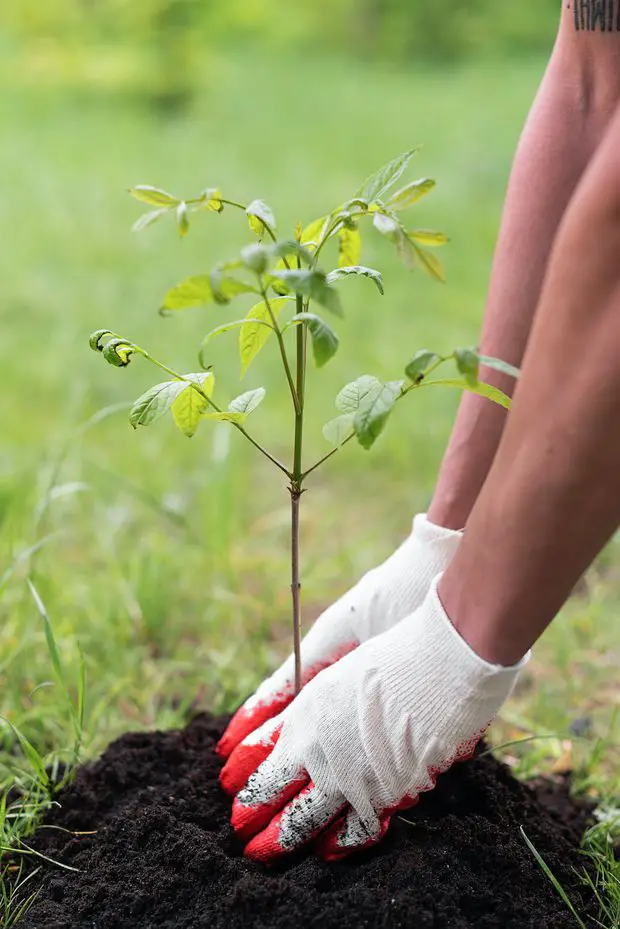 Lack of essential nutrients can prevent your jasmine from blooming