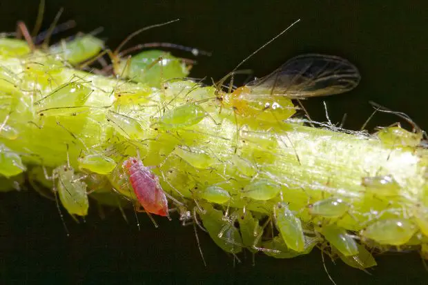 A green aphid